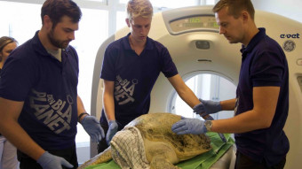 Havskildpadder til CT-scanning