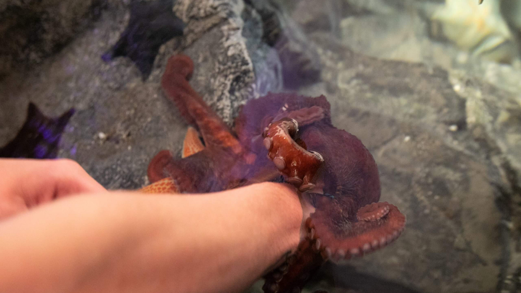 Blæksprutte vs. dyrepasser
