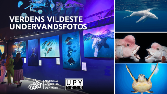 Underwater Photographer of the Year 2025