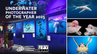 Underwater Photographer of the Year 2025