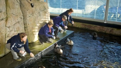 Finally! All four otterly adorable sea otters can be seen at Den Blå Planet