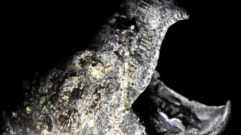 Alligatorskildpadden på Den Blå Planet er en ny art