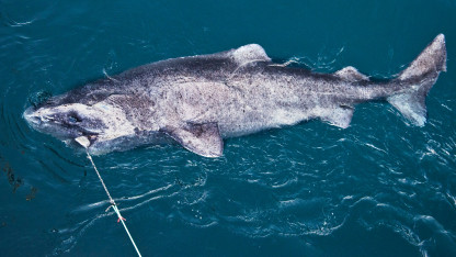 The Greenland Shark – Old & Cold