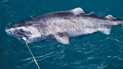 Grønlandsekspedition: Jagten efter verdens ældste haj