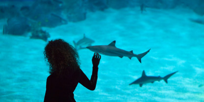 Get up close and personal with our sharks over Easter