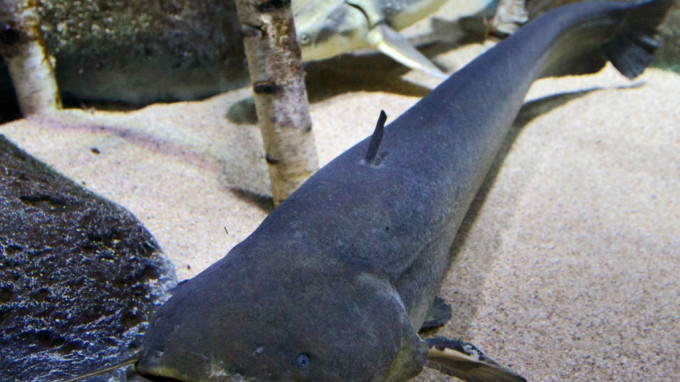 Modig Vores firma Horn Klumpfisk – kær fisk har mange navne | Den Blå Planet