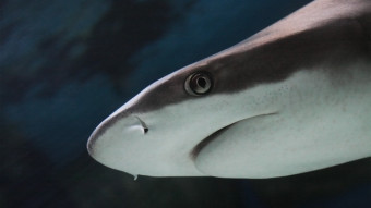 10 grunde til hvorfor hajer er JAWsome