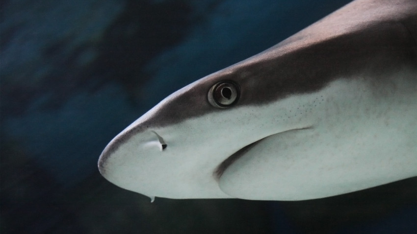 10 grunde til hvorfor hajer er JAWsome