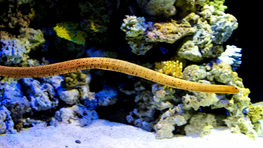 Venomous research into sea snakes