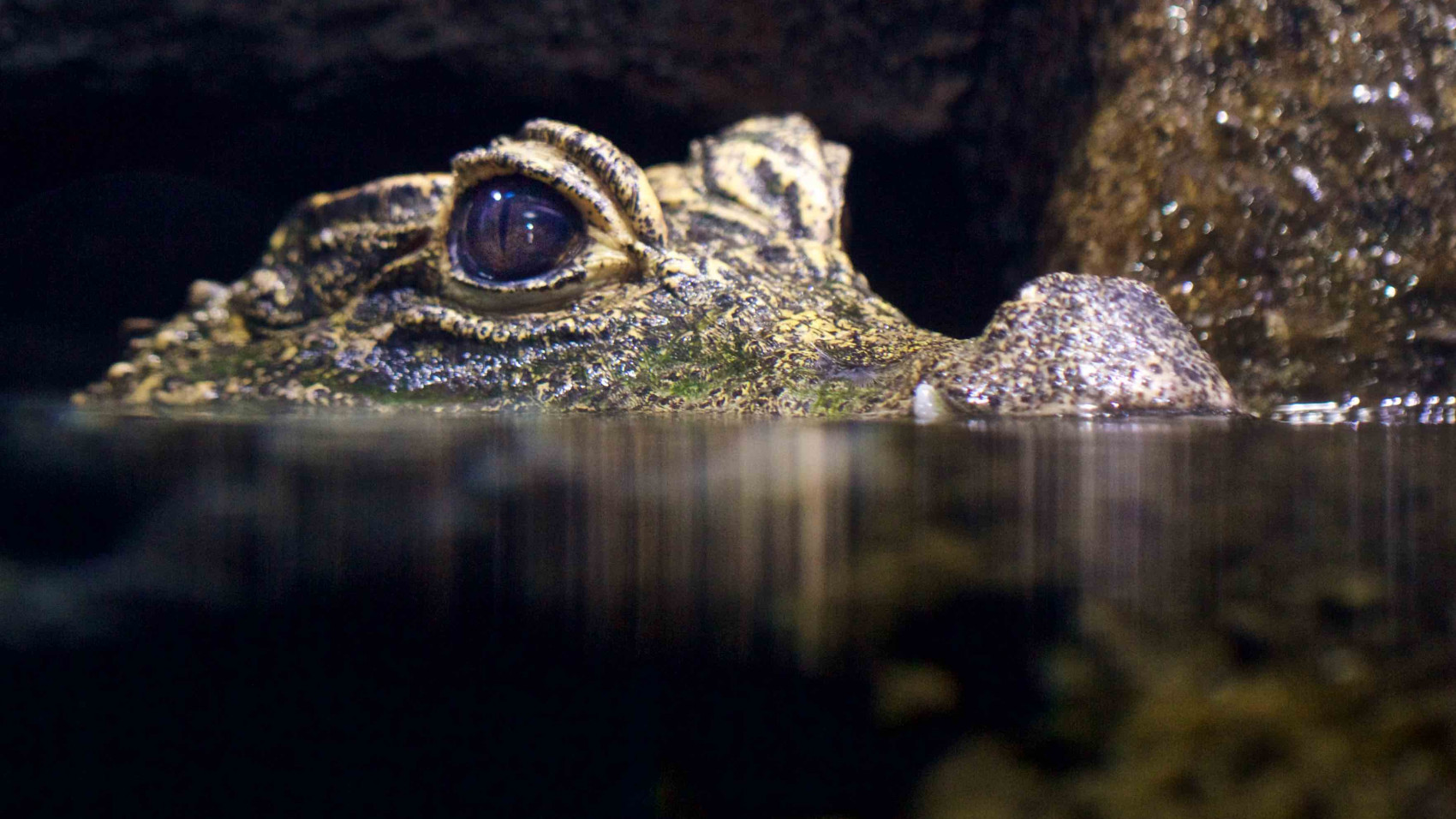 Nye krokodiller i Regnskoven