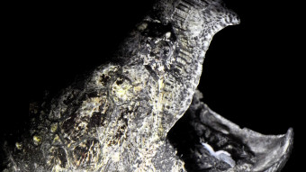 Alligatorskildpadden lever måske verdens kedeligste liv