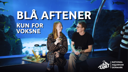 BLÅ AFTENER – kun for voksne