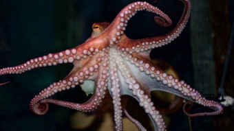 Kan blæksprutter smide en arm?