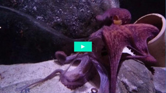 Blæksprutte fanger krabbe i glaskolbe