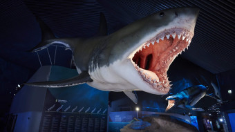Den største haj nogensinde var måske endnu større