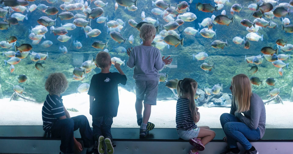 Gläd till att besöka Nordeuropas största akvarium Den Blå Planet