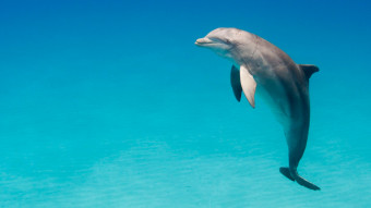 Delfin spottet ud for Den Blå Planet