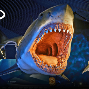 Megalodon-uge