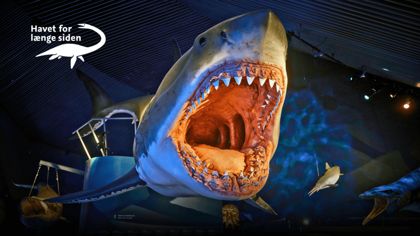 Megalodon-uge