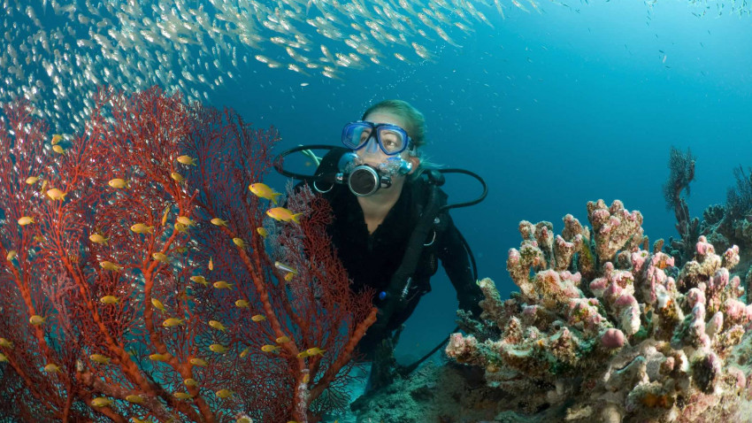 9 ting du bør vide om koralrev