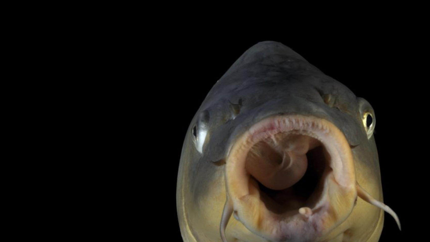 Hvorfor ser fisk underlige ud?