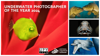 Fotoudstilling: Underwater Photographer of the Year 2024