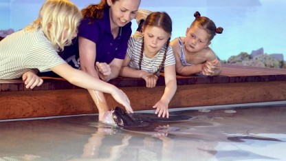 Up close and personal with sharks and stingrays!