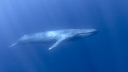 Er blåhvalen verdens største dyr?