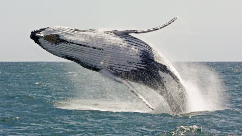 Hvad gør en hval, når det klør på ryggen?