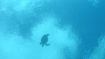 En verden uden havskildpadder