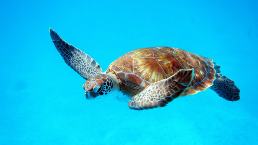 10 ting du (måske) ikke vidste om havskildpadder