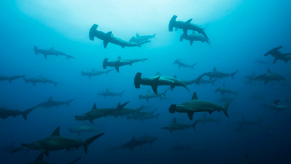 70 procent af verdens hajer er forsvundet på 50 år
