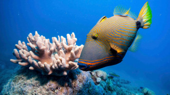 Hvorfor er Great Barrier Reef ved at uddø?