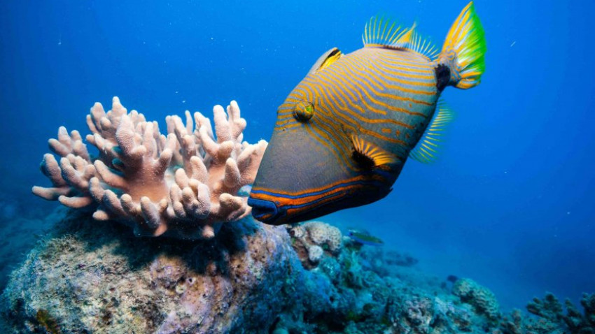 Hvorfor er Great Barrier Reef ved at uddø?