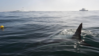 Hajer og rokker findes også i danske farvande - lad os passe godt på dem