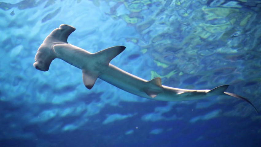 Hvorfor skal hajer svømme for at være i live?