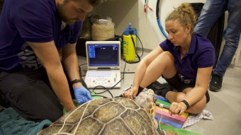 En af Den Blå Planets havskildpadder er død