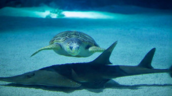 Smart trick hjælper havskildpadden med ikke at blive tyk