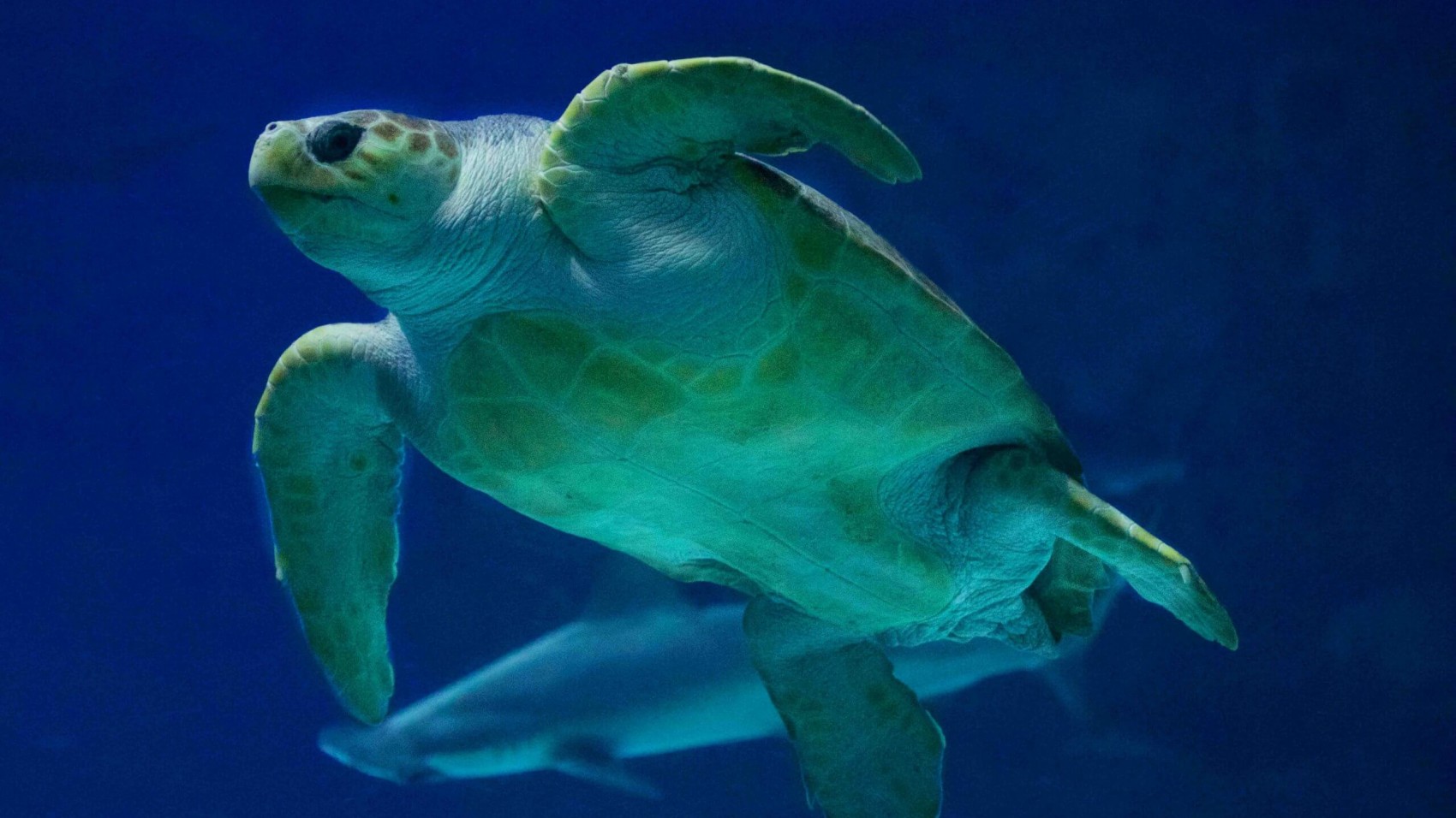 Vores store havskildpadde er stadig lidt for tyk