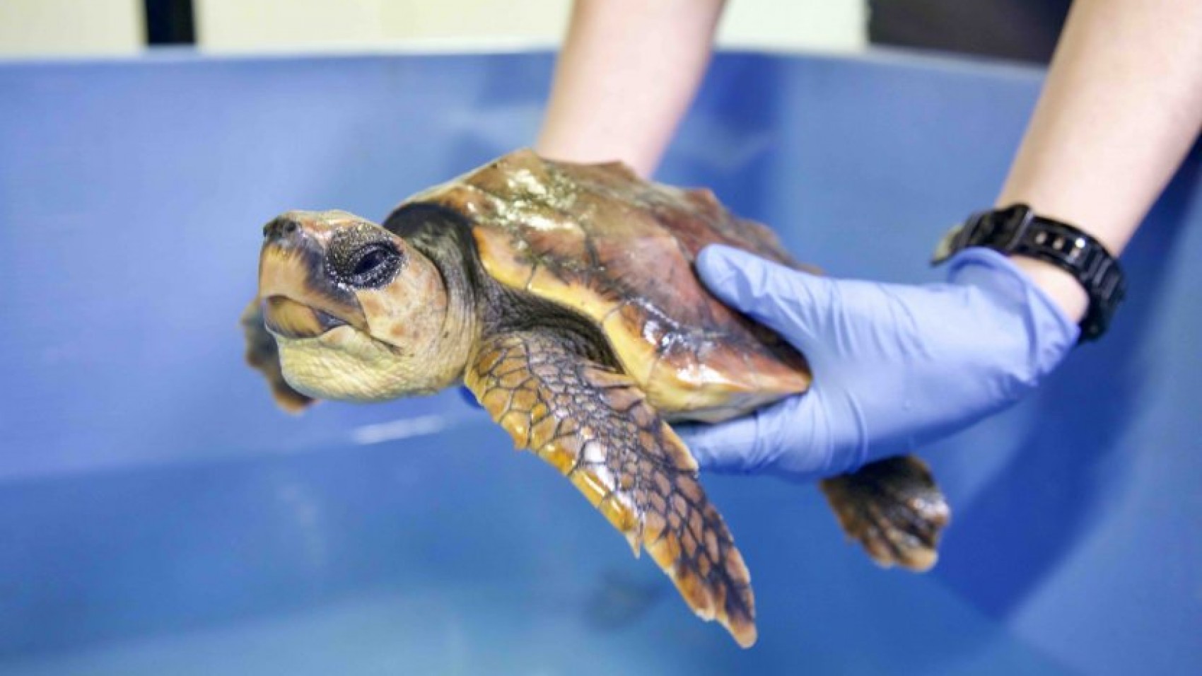 Strandet havskildpadde ankommet til Den Blå Planet