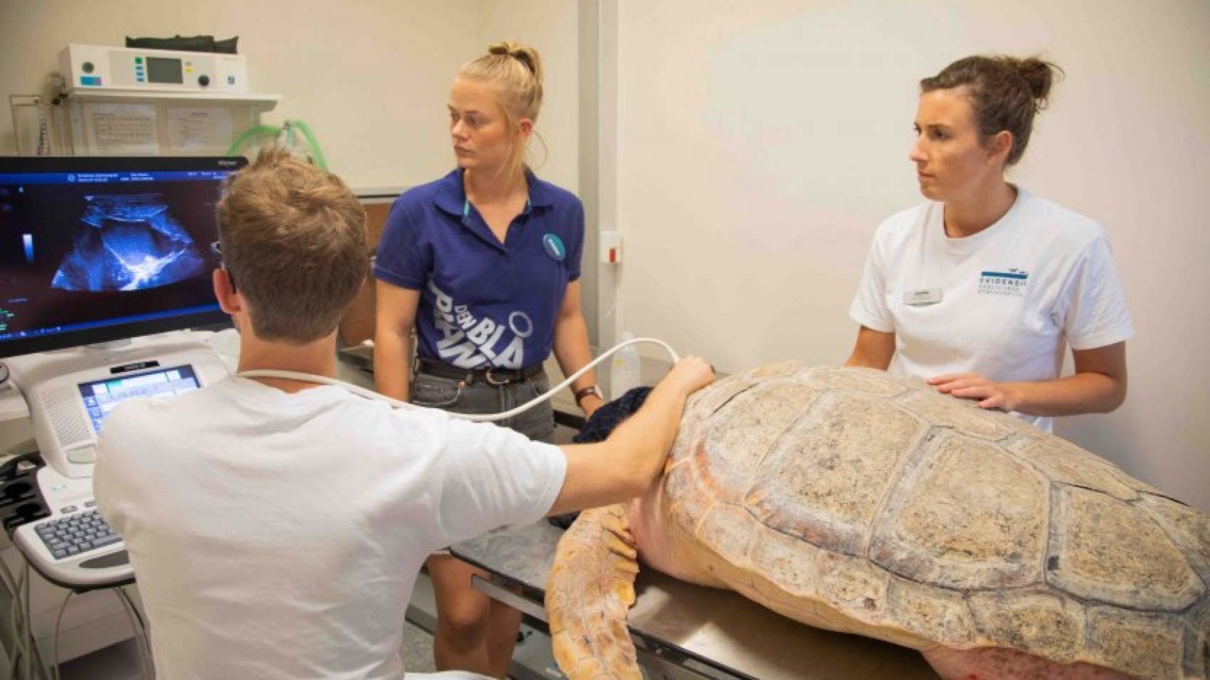 Havskildpadde til røntgen og ultralyd