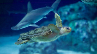 Endelig! Danmarks eneste havskildpadde flytter ind på Den Blå Planet