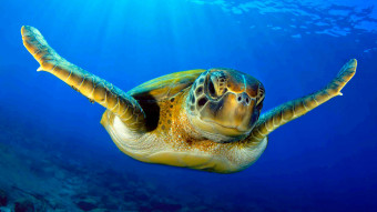 Havskildpadder og den indbyggede GPS