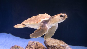 Strandet havskildpaddeunge får permanent adresse på Den Blå Planet