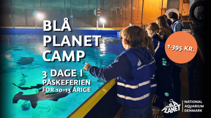 Blå Planet Camp