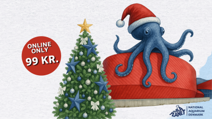 Christmas Begins at the First Sunday of Advent