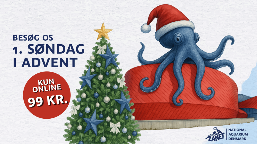 Julen starter på Den Blå Planet 1. søndag i advent