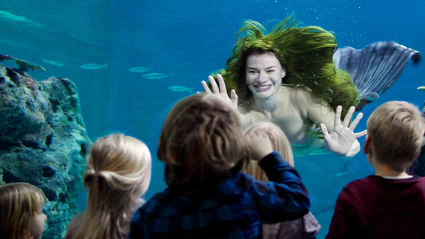 Mermaid Shows
