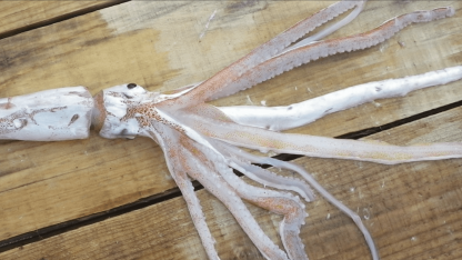 Kæmpeblæksprutteunger fundet for første gang