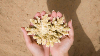 Danskere forveksler truede koraller med feriesouvenirs